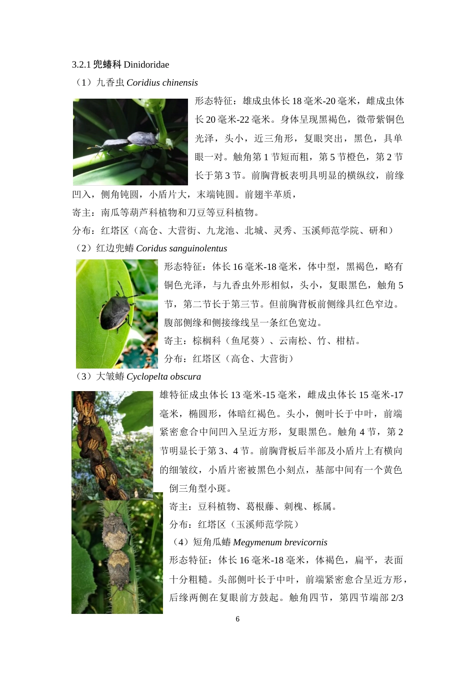 24年WP交稿应用生物 玉溪市红塔区蝽类昆虫多样性调查定稿-约15667字符.docx_第10页