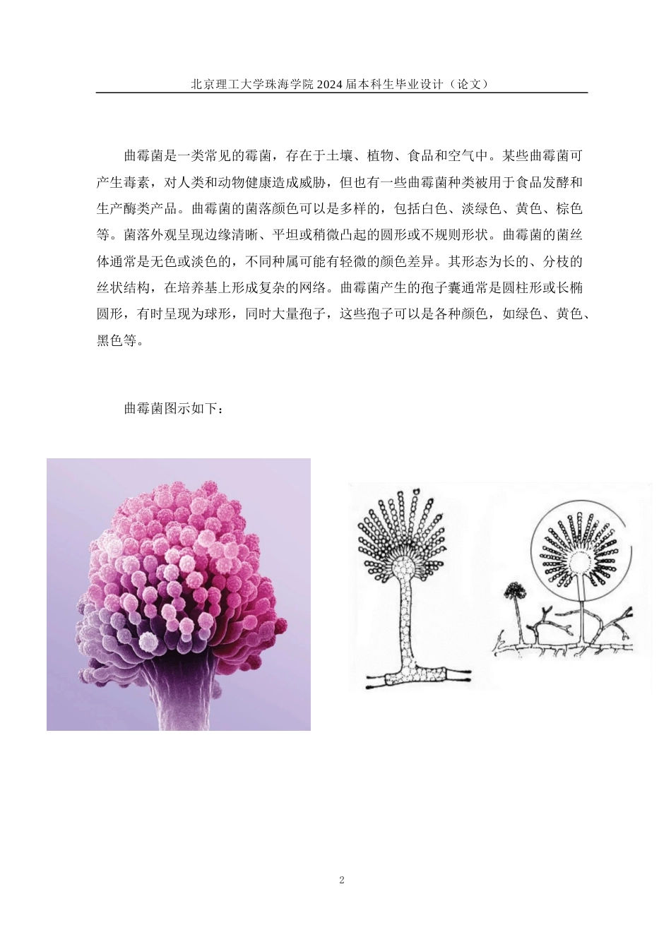 24年WP交稿工艺美术 “菌有霉感”—现代纤维艺术设计与制作定稿x2-约13064字符.docx_第5页