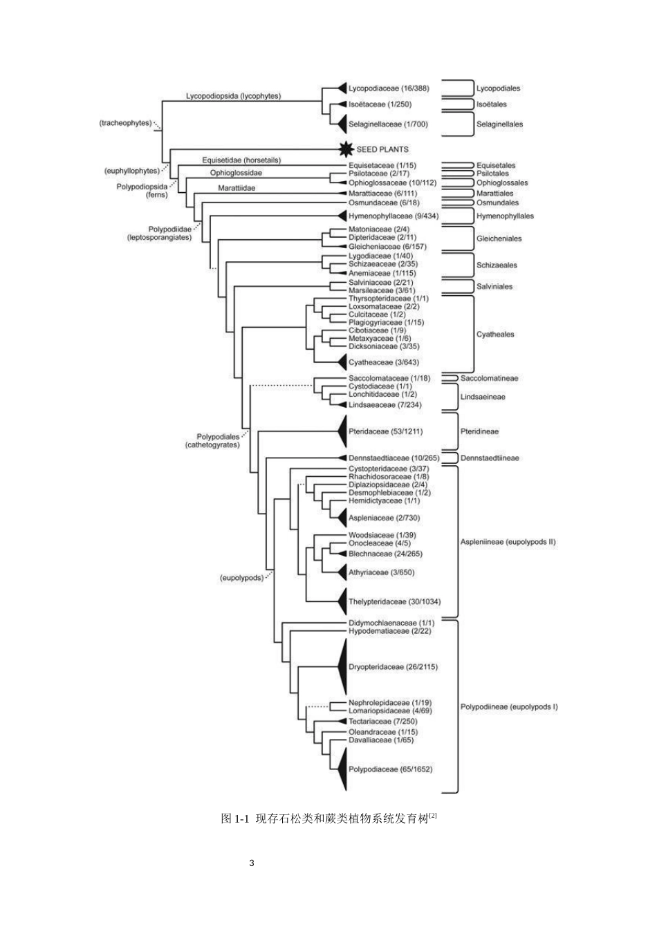 25年本科中药资源与开发-云浮市大金山蕨类植物资源调查-16.30定稿 过AI-约38840字符.docx_第7页