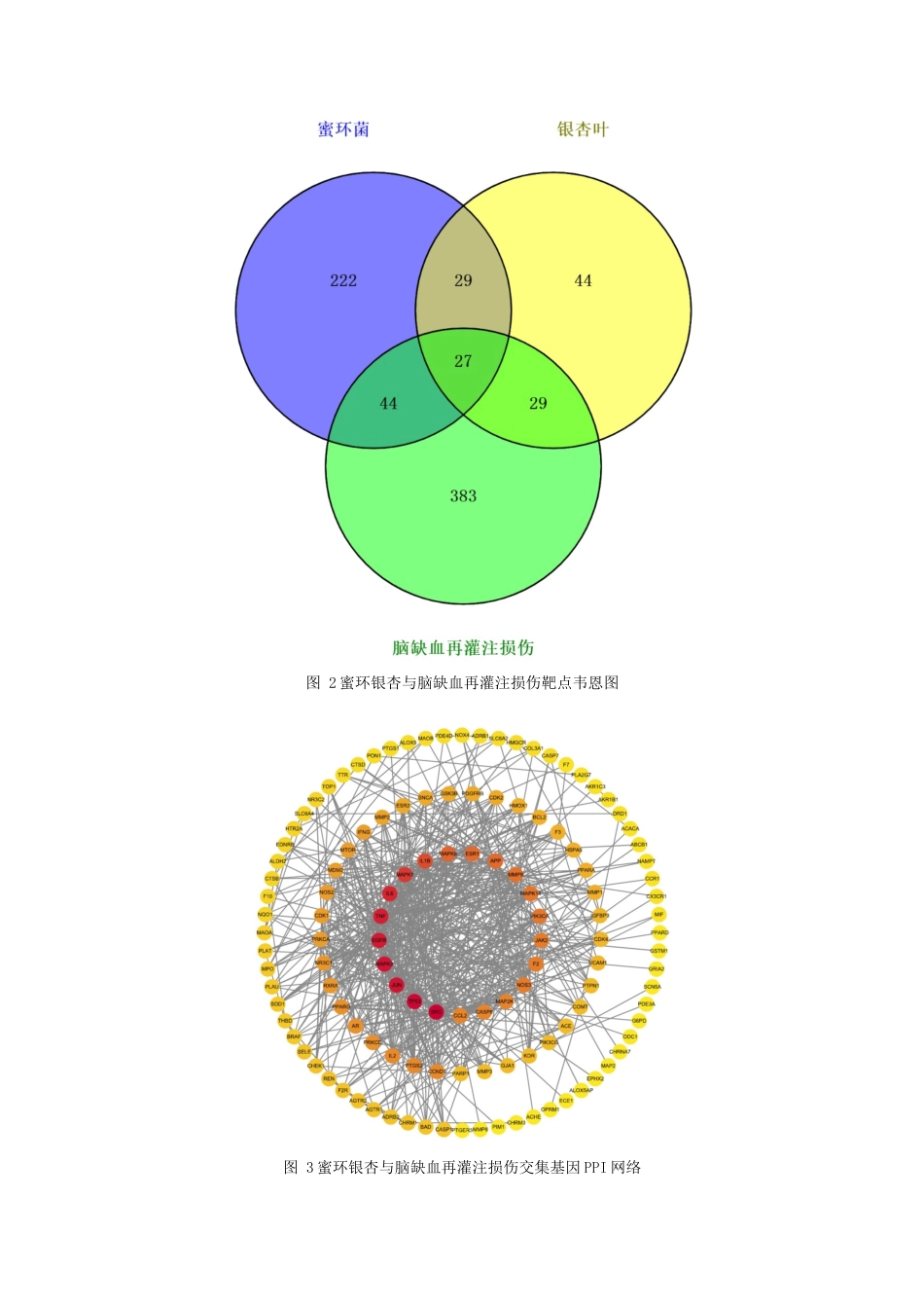 22年WP终稿 基于网络药理学和分子对接技术探讨蜜环-银杏治疗脑缺血再灌注损伤的作用机制-约19272字符.docx_第5页