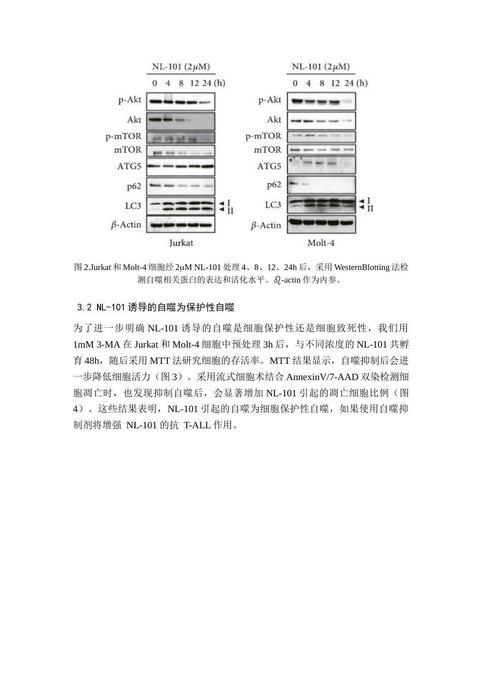 22年WP 新型DNAHDAC双靶点抑制剂NL-101诱导急性T淋巴细胞性白血病细胞发生自噬-约9712字符.docx_第7页
