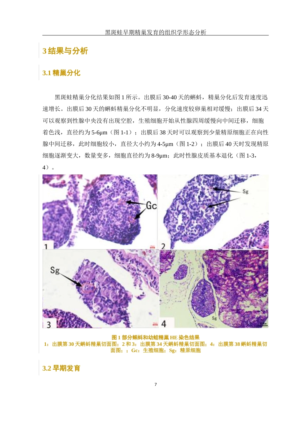 25年WH水产养殖学 黑斑蛙早期精巢发育的组织学形态分析23.89-AI33.31最终稿-约9296字符.docx_第10页