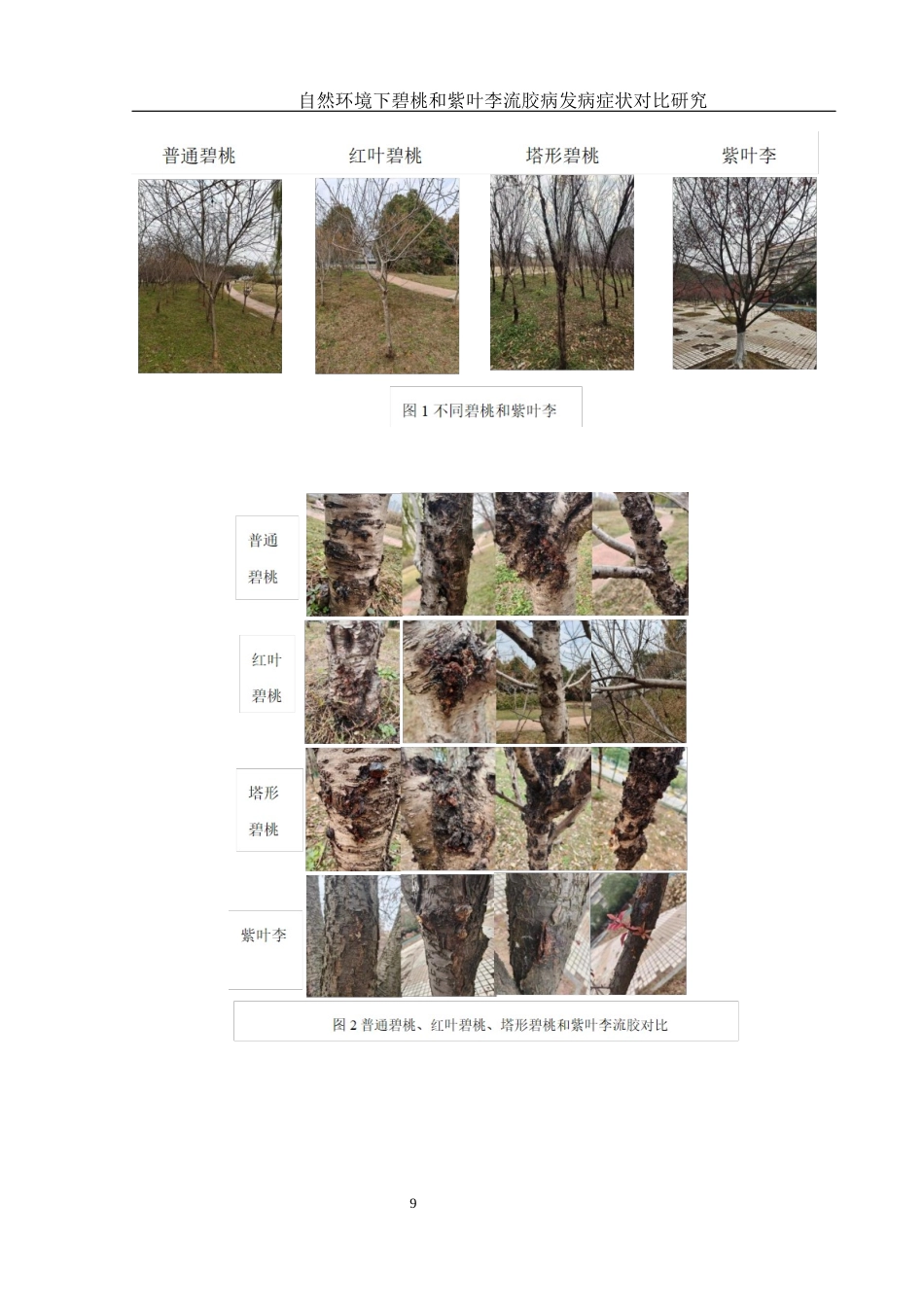 25年WH农学 自然环境下碧桃和紫叶李流胶病发病症状对比研究11.61-AI26.06最终稿-约10728字符.docx_第10页