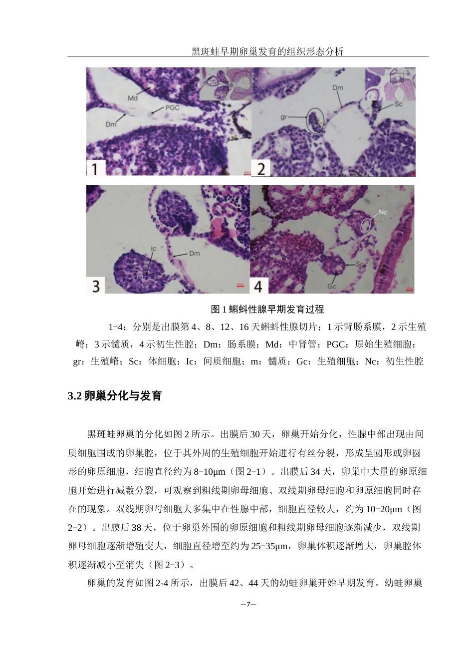 25年WH水产养殖学 黑斑蛙早期卵巢发育的组织形态分析26.25-AI31.13最终稿-约8744字符.docx_第10页