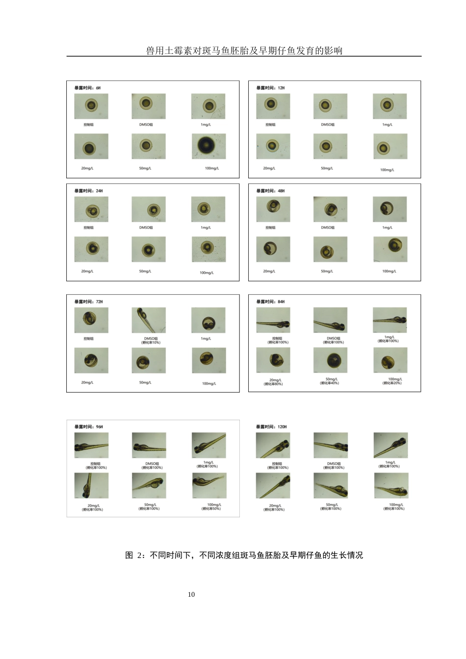25年WH生物科学 兽用土霉素对斑马鱼胚胎及早期仔鱼发育的影响2.83-AI10.66最终稿-约9473字符.docx_第9页