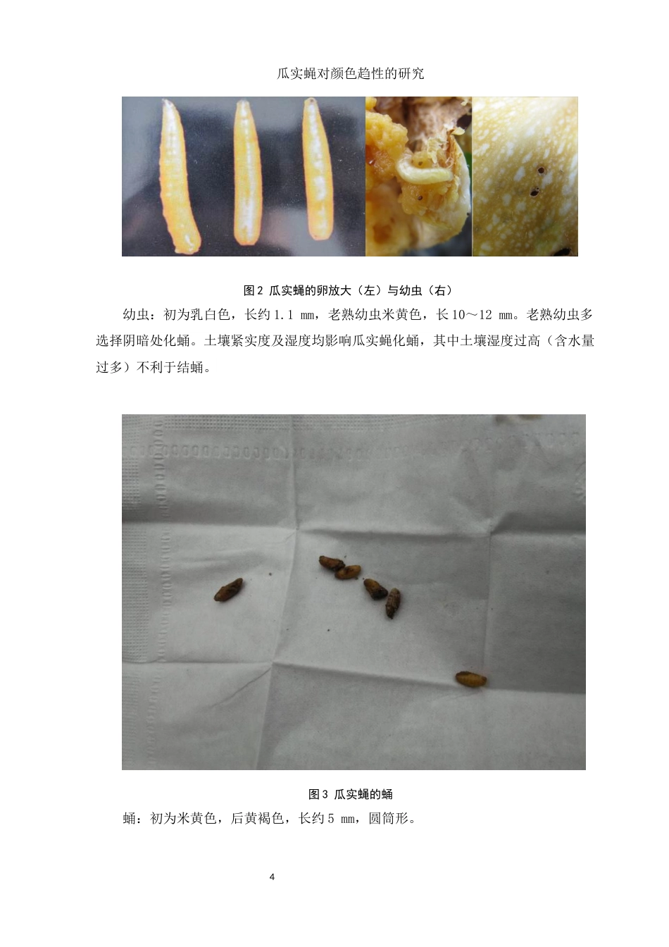 25年WH生物科学 瓜实蝇对颜色趋性的研究26.87-AI27.23终稿-约8461字符.docx_第6页