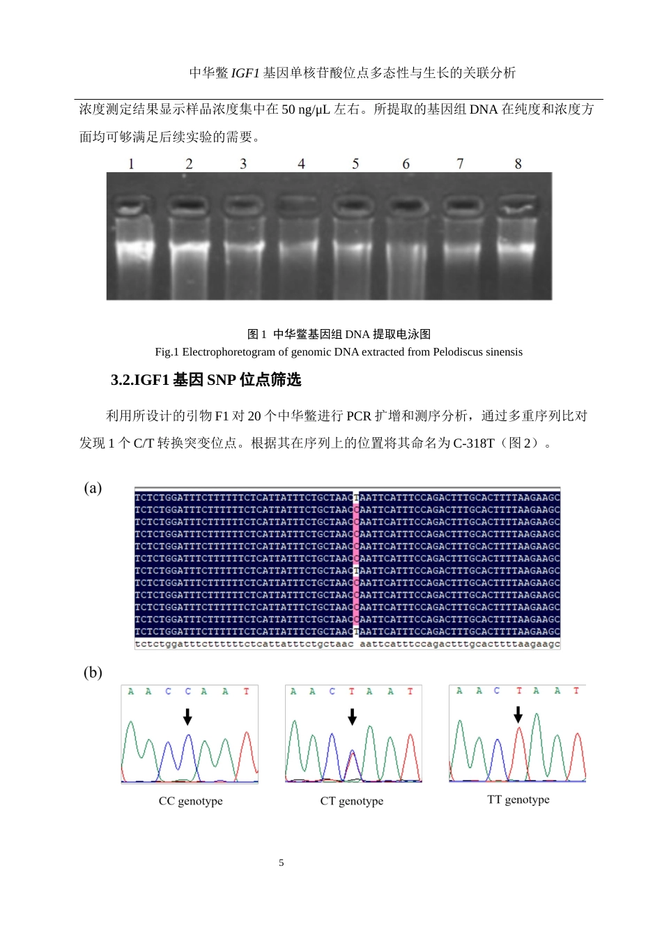 25年WH水产养殖学 中华鳖IGF1基因单核苷酸位点多态性与生长的关联分析24.6-AI6.65终稿-约12499字符.docx_第9页