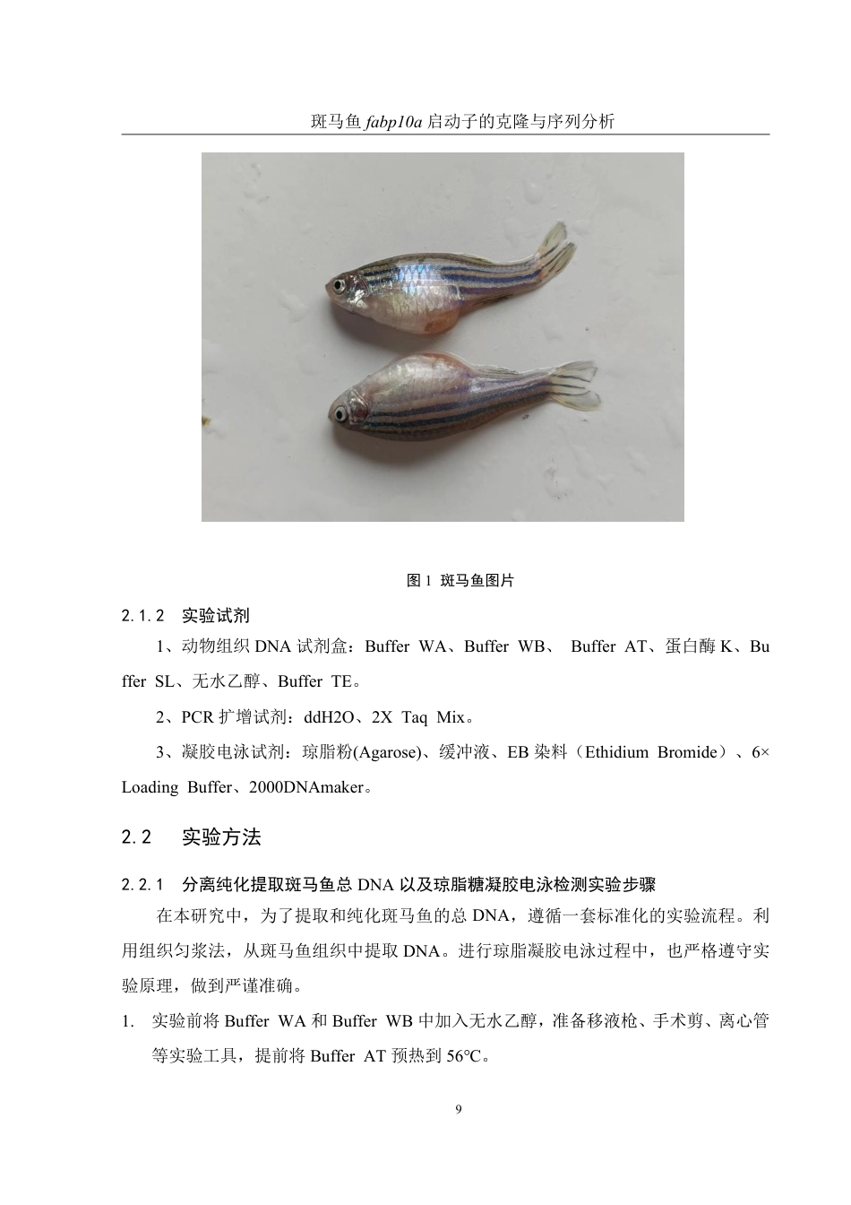 25年WH水产养殖学 斑马鱼fabp10a启动子的克隆与序列分析18.76-AI28.39-约13356字符.pdf_第8页