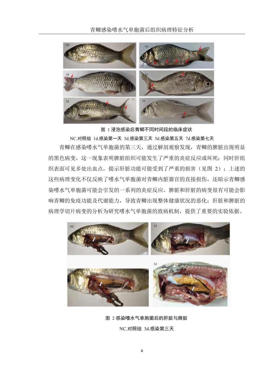 25年WH水产养殖学 青鲫感染嗜水气单胞菌后组织病理特征分析11.23-AI11.73终稿-约12181字符.pdf_第9页