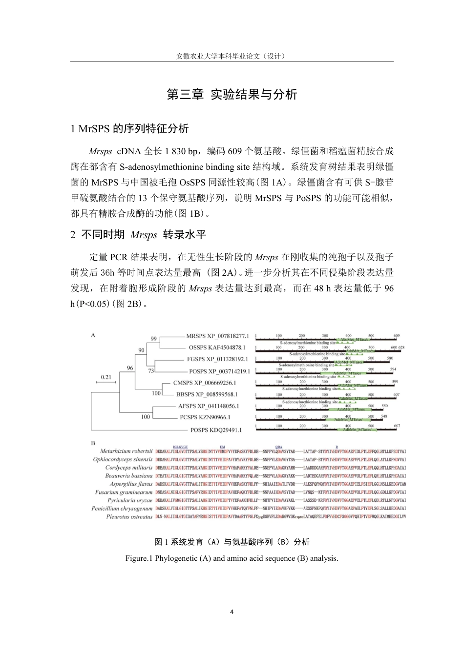 25年CH林学-精胺合成酶 MrSPS 参与调控罗伯茨绿僵菌-约6977字符终.pdf_第7页