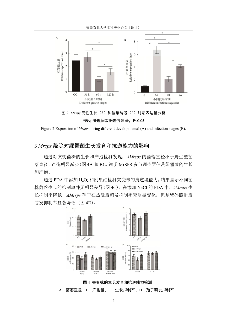 25年CH林学-精胺合成酶 MrSPS 参与调控罗伯茨绿僵菌-约6977字符终.pdf_第8页