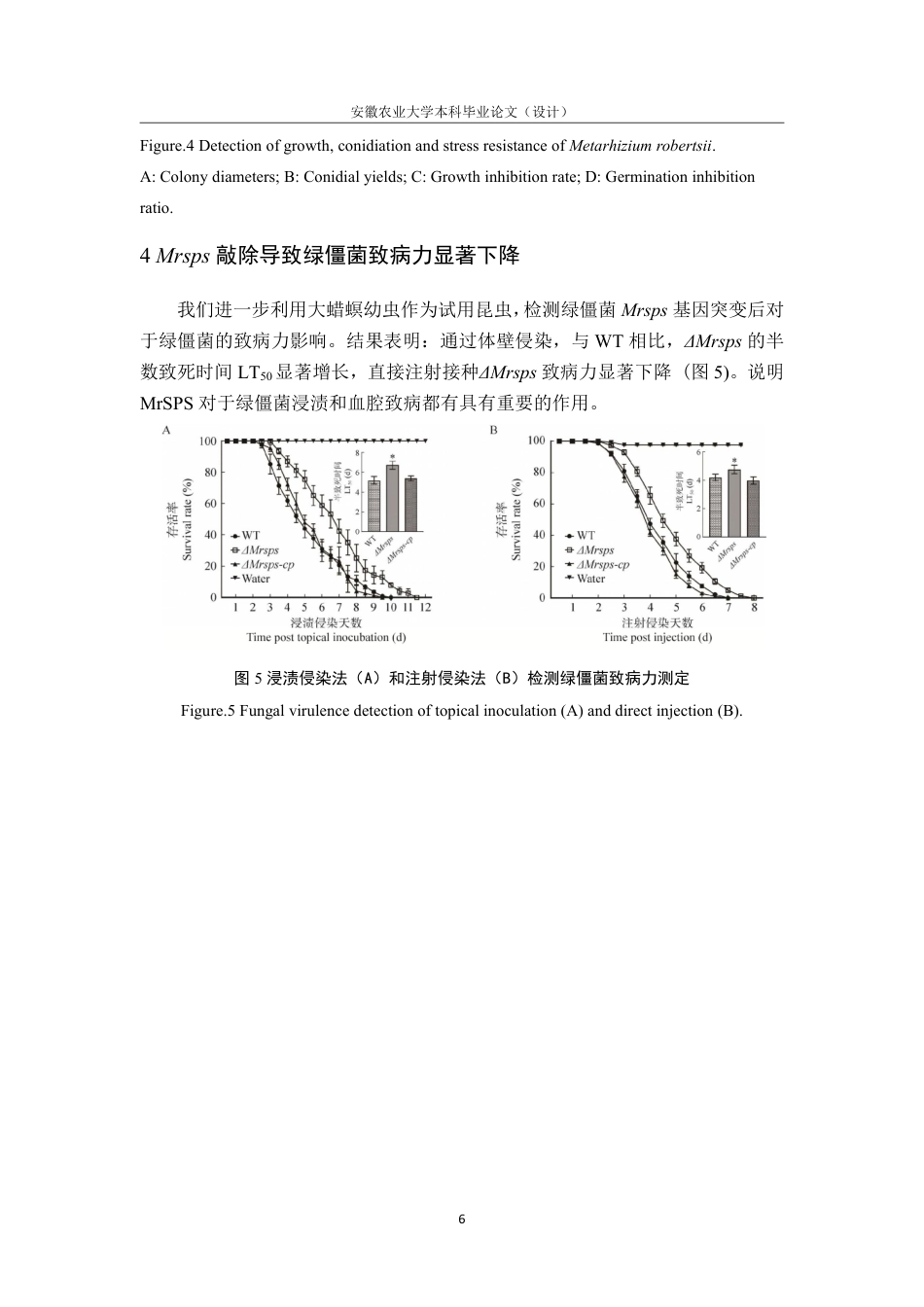 25年CH林学-精胺合成酶 MrSPS 参与调控罗伯茨绿僵菌-约6977字符终.pdf_第9页
