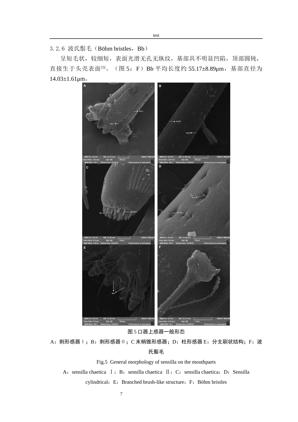 25年CH林学-栎剪枝象口器的超微结构-约10188字符终稿.docx_第10页
