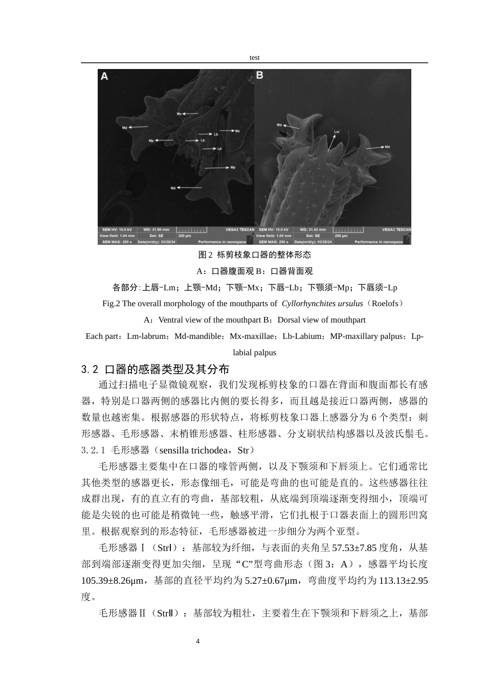 25年CH林学-栎剪枝象口器的超微结构-约10188字符终稿.docx_第7页