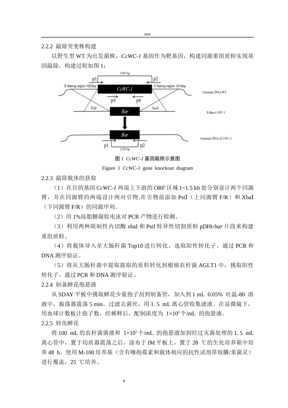 25年CH林学-CcWC-1在蝉花光响应中的作用研究-约10370字符终版.docx_第6页