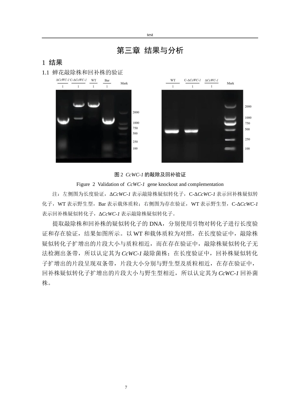 25年CH林学-CcWC-1在蝉花光响应中的作用研究-约10370字符终版.docx_第9页
