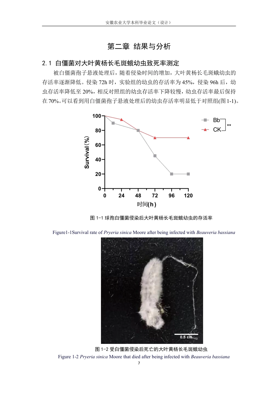 25年CH林学-球孢白僵菌对大叶黄杨长毛斑蛾的致病性及肠道菌群影响的研究-约13050字符.pdf_第8页