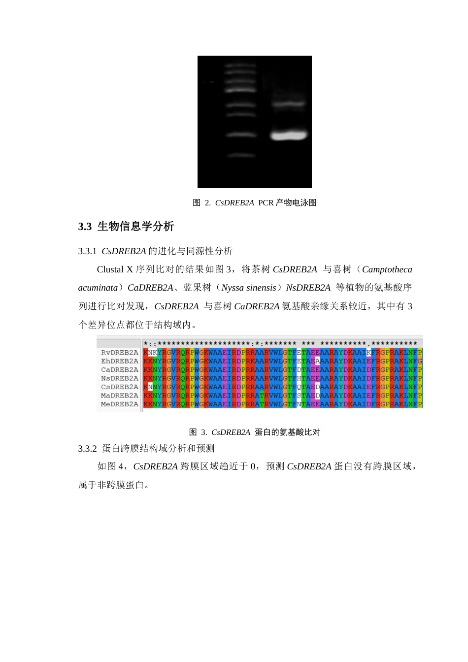 25年CH植物科学-外源钙诱导茶树AP2-ERF类转录因子CsDREB2A的克隆及生物信息学分析-约11010字符终稿.docx_第10页
