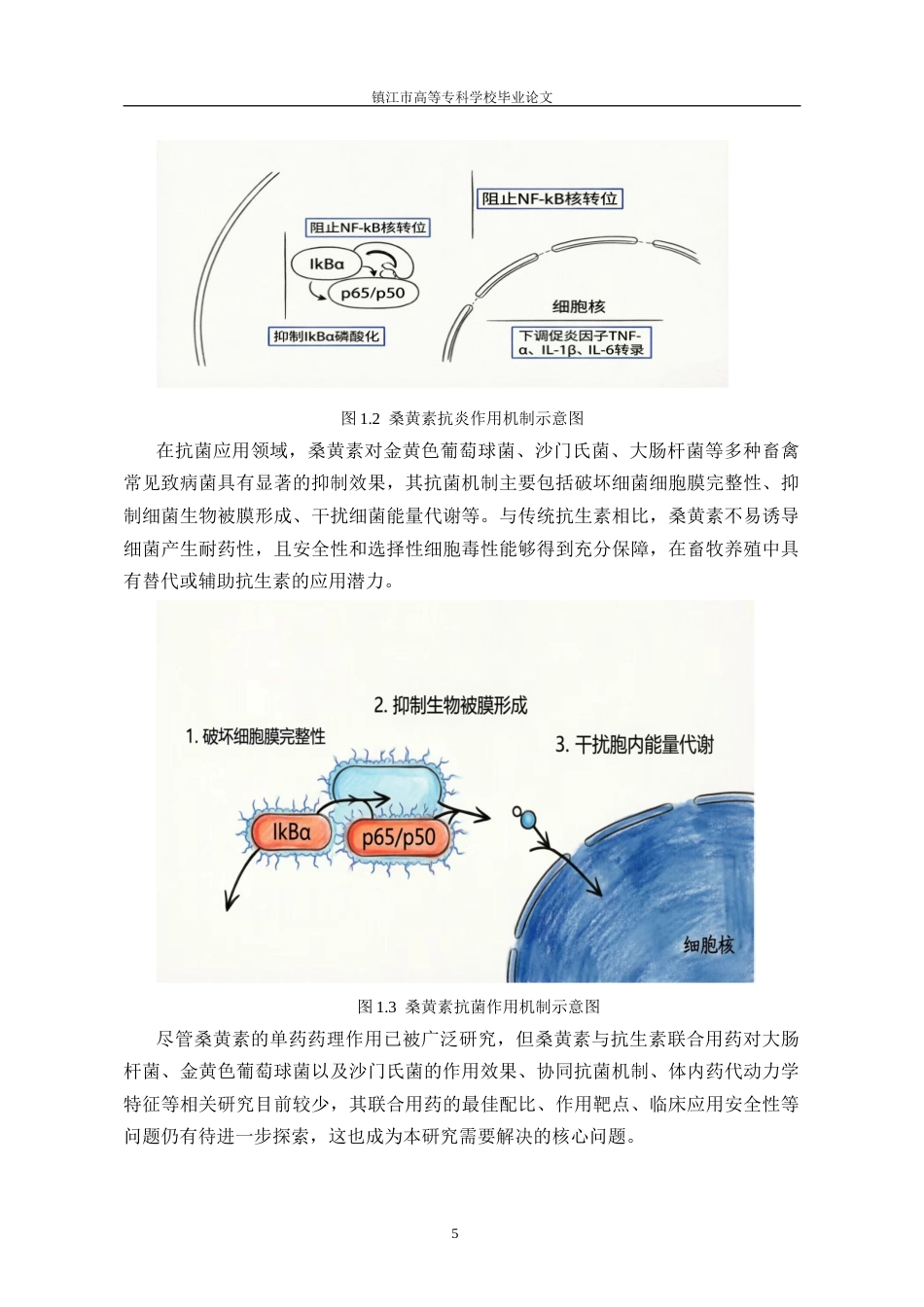 26年药学药剂学 桑黄素联合不同抗菌药物的体外抗菌活性研究(终)-约12243字符.docx_第8页