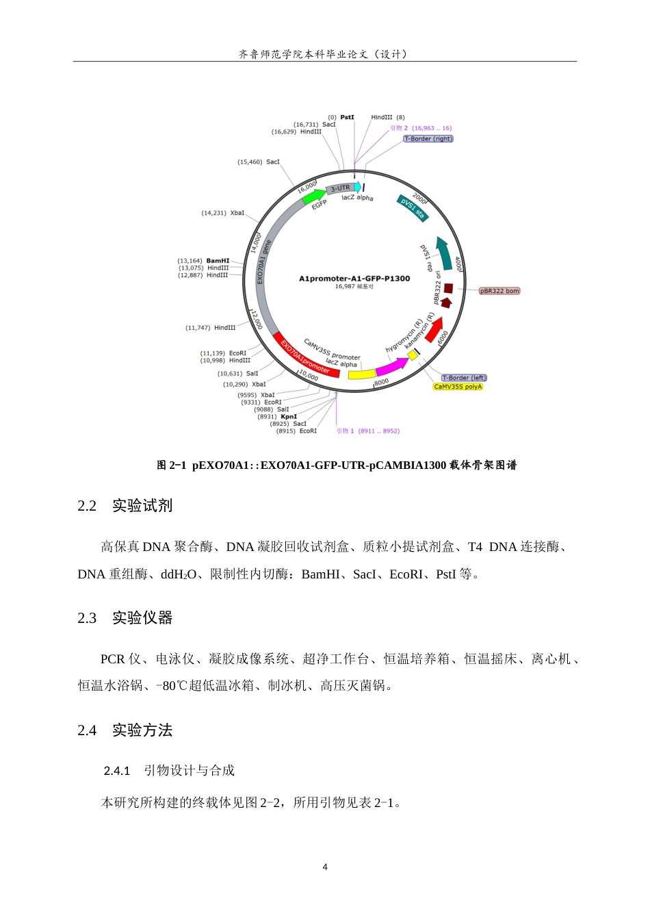 26年WH生物科学本科 囊泡运输亚基AtEXO70A1-TurboID表达载体的构建15.63-AI27.2-约15206字符.doc_第8页