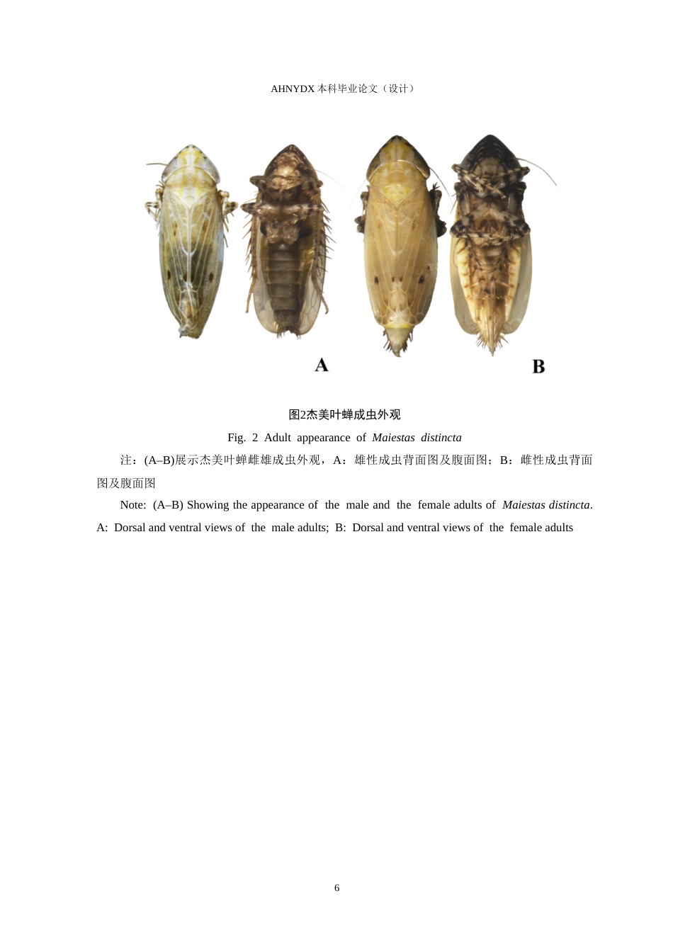 26年WP植物保护 杰美叶蝉的形态学研究9.36-AI通过_1(13778字).docx_第10页