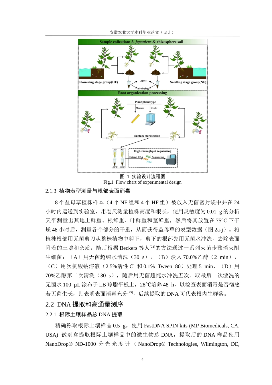 26年WP应用生物科学 不同生长期益母草根际和内生细菌群落的多样性及组成差异研究15.99-AI通过_1(13757字).docx_第10页