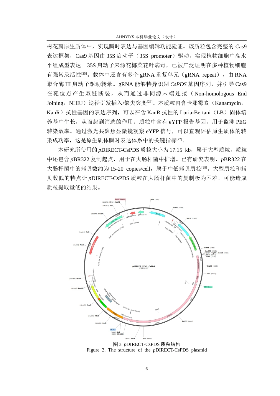 26年WP茶学 茶树原生质体CRISPR基因编辑初探6.06-AI通过(14582字).docx_第10页