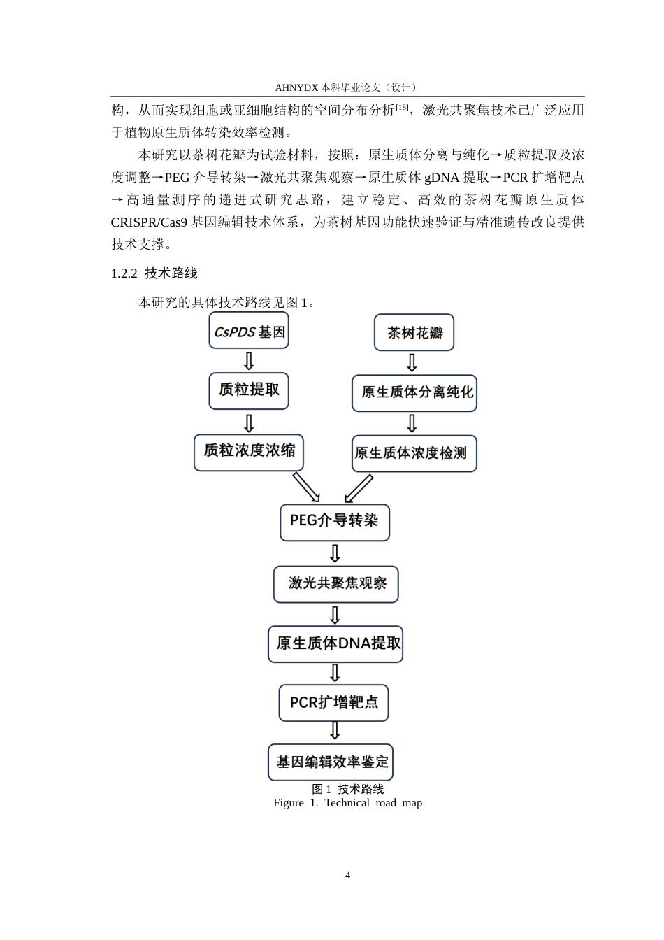 26年WP茶学 茶树原生质体CRISPR基因编辑初探6.06-AI通过(14582字).docx_第8页