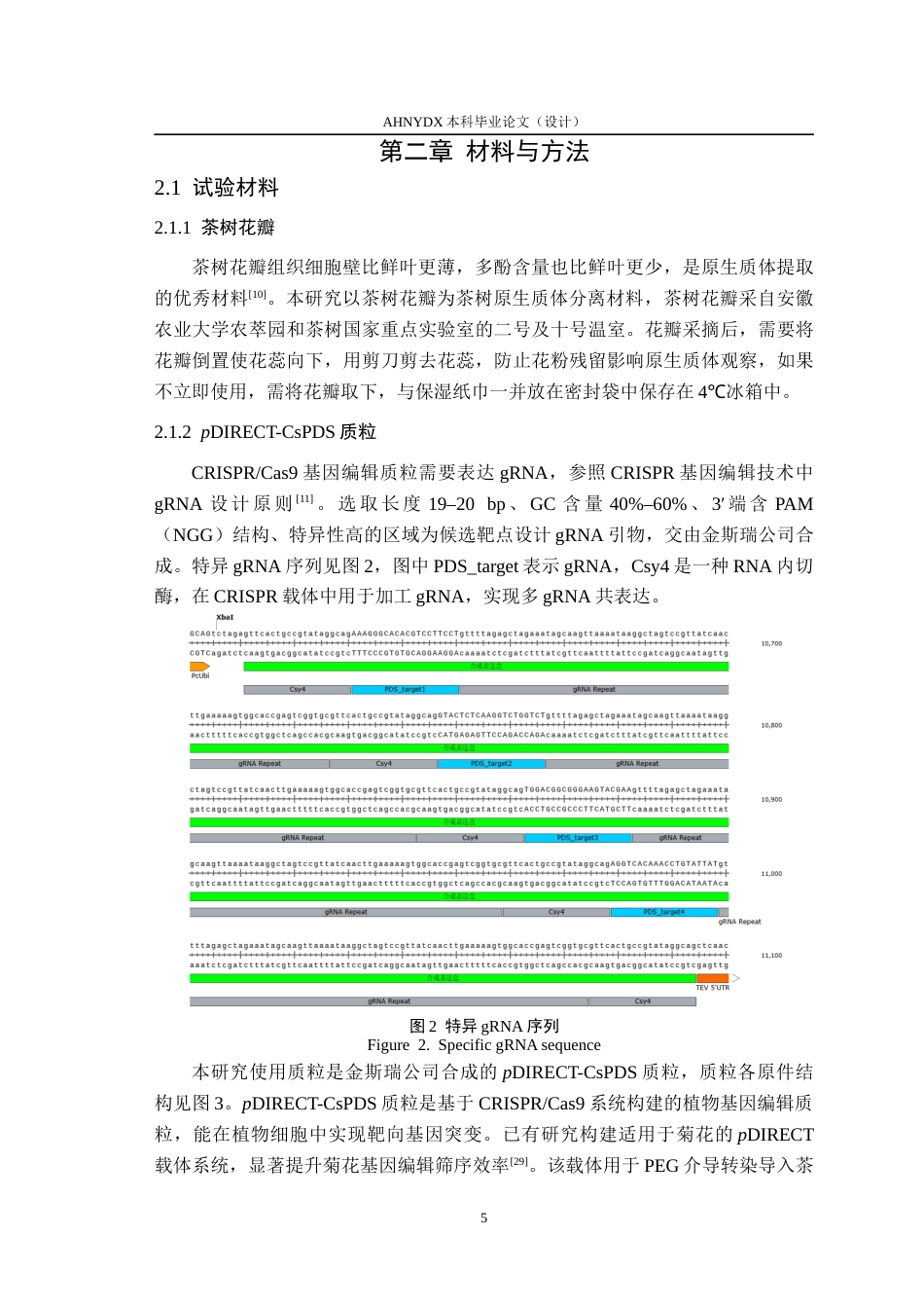 26年WP茶学 茶树原生质体CRISPR基因编辑初探6.06-AI通过(14582字).docx_第9页