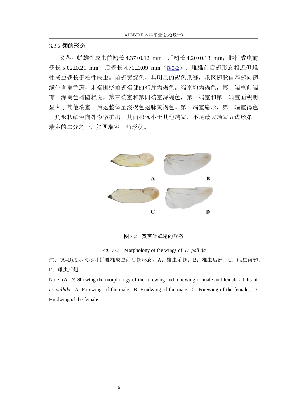 26年WP植物保护 叉茎叶蝉的形态学研究15.66-AI通过_1(16011字).docx_第9页