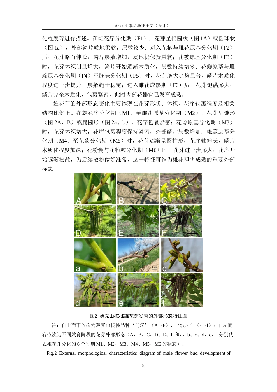 26年WP林学 雌、雄先型薄壳山核桃花芽分化过程比较研究10.43-AI通过(12447字).docx_第10页
