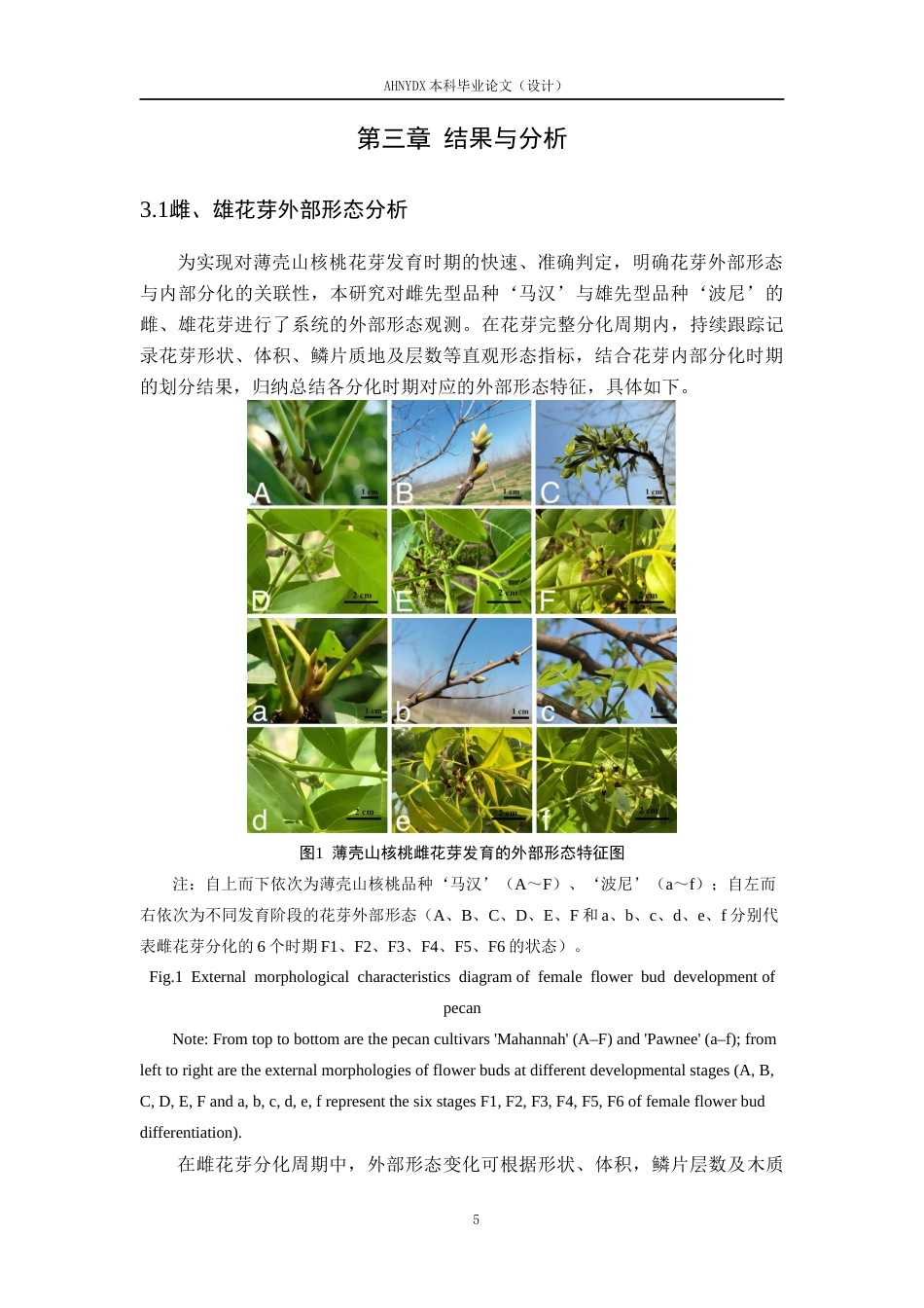 26年WP林学 雌、雄先型薄壳山核桃花芽分化过程比较研究10.43-AI通过(12447字).docx_第9页