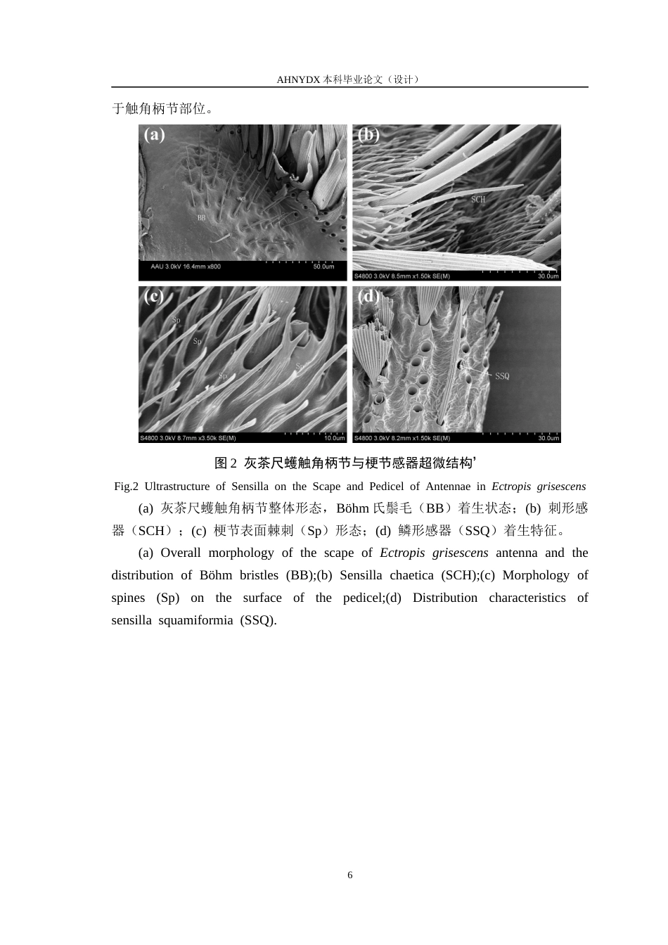 26年WP植物保护 灰茶尺蠖触角及其感器的超微形态15.02-AI通过_1(12250字).docx_第10页