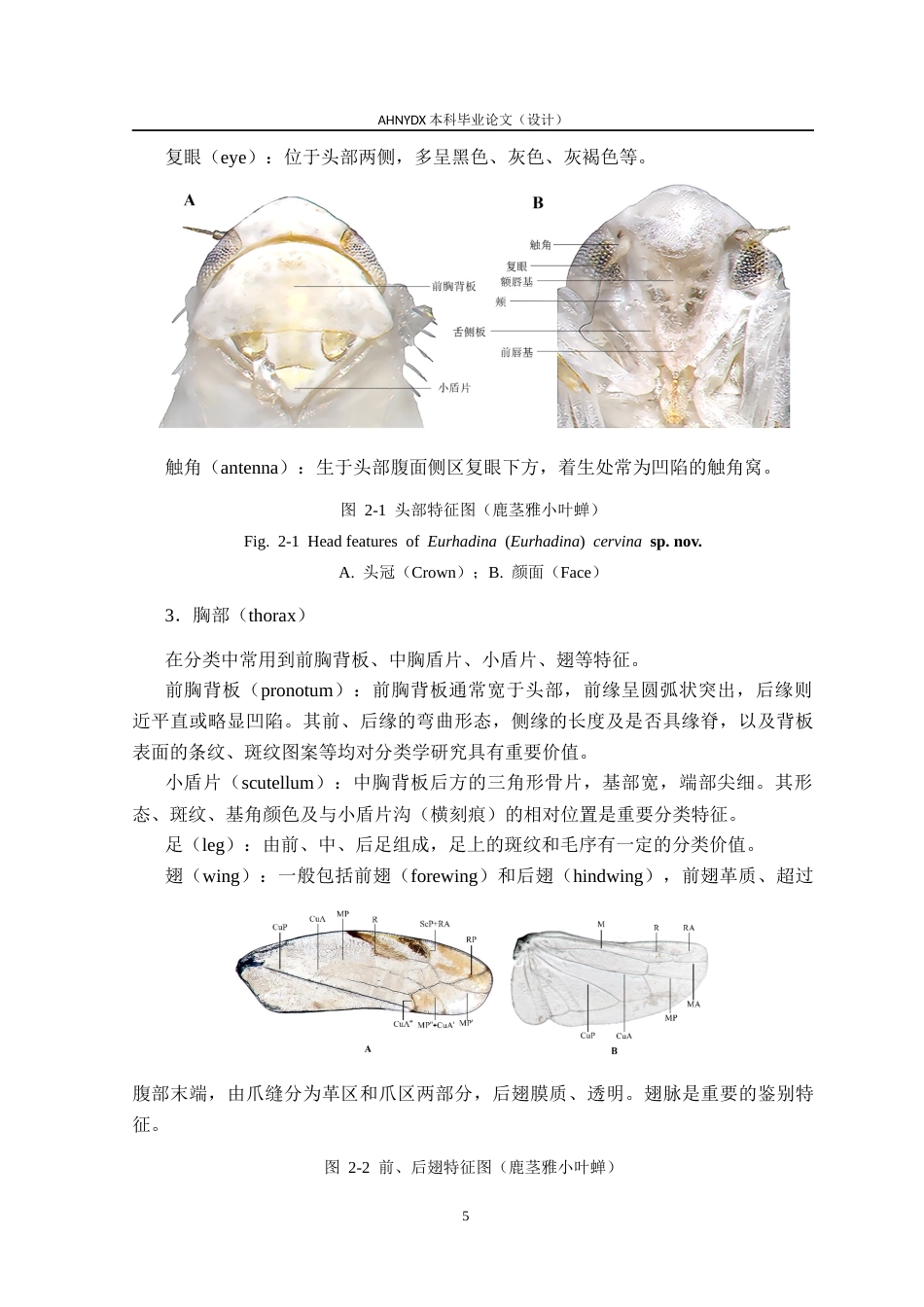 26年WP植物保护 安徽省小叶蝉族分类研究25.7-AI通过_1(20716字).docx_第10页