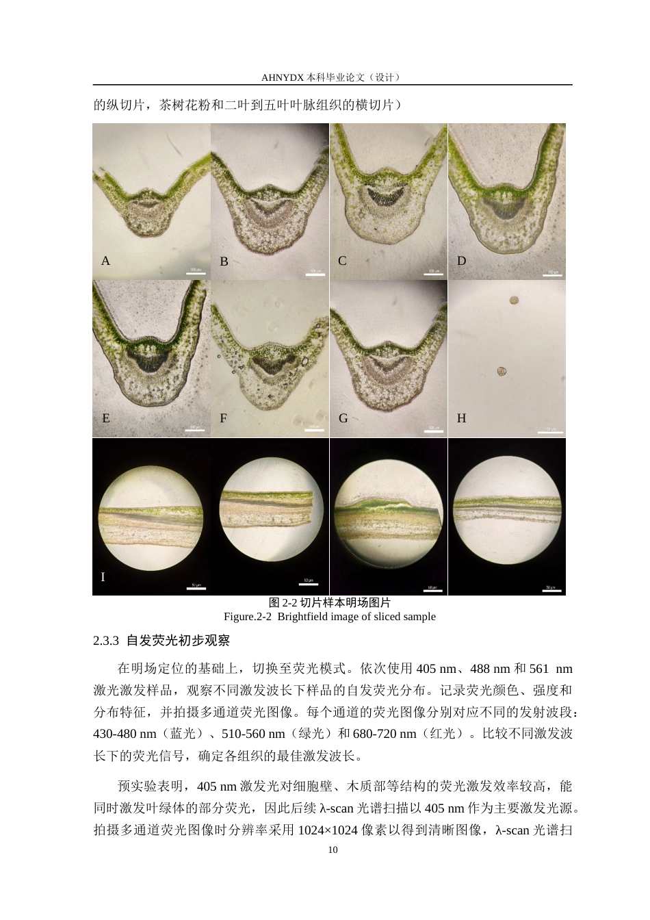 26年WP茶学 基于激光共聚焦λ-scan的茶树不同组织微区激发-发射光谱研究3.83-AI通过(12332字).docx_第10页