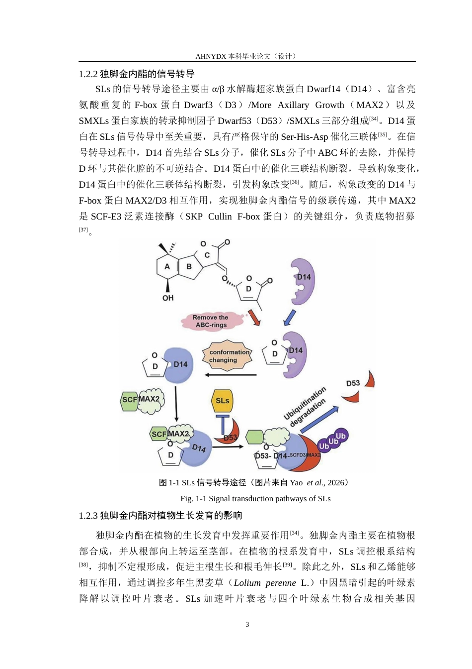 26年WP生物类创新实验班 独脚金内酯类似物GR24促进玉米抗旱的转录组学分析26.36-AI通过_1(15151字).docx_第7页