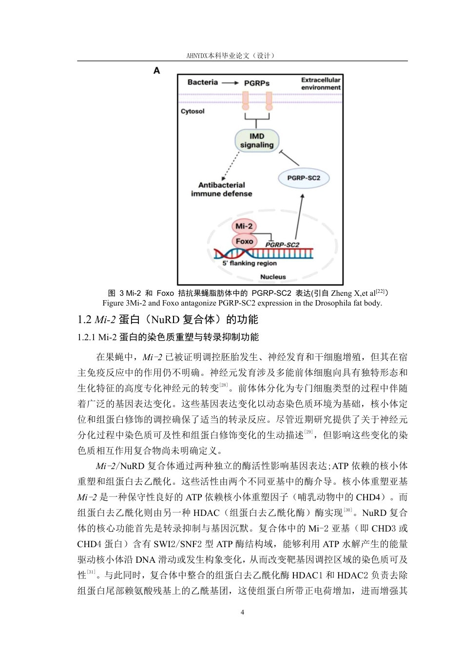 26年WP生物科学 果蝇Mi-2基因的原核表达载体构建与鉴定17.33-AI通过_1-约29003字符.pdf_第7页