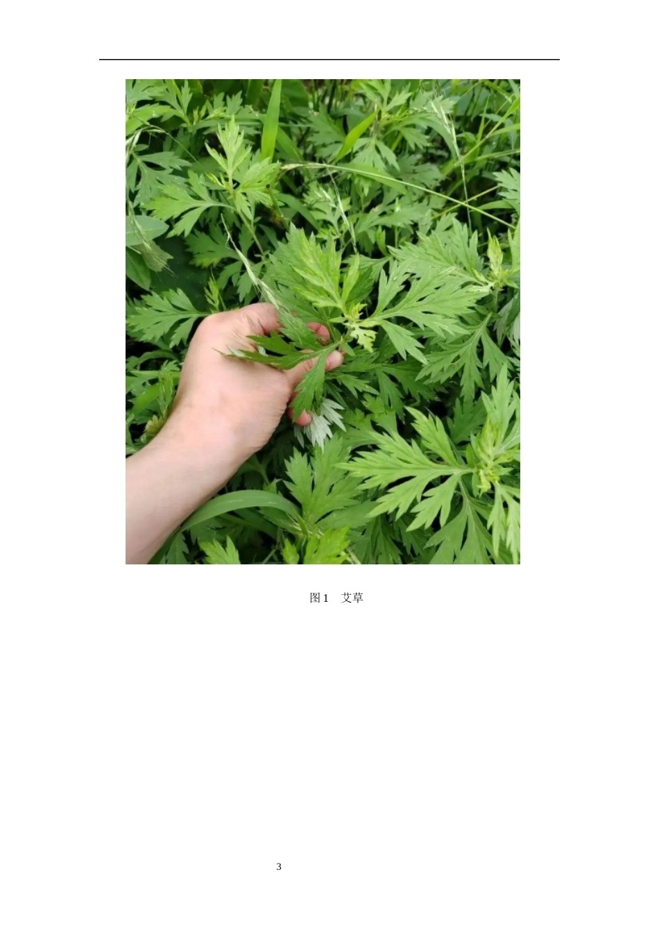 26年WP制药工程 艾草总黄酮提取工艺优化研究17.69-AI(8226字).docx_第9页