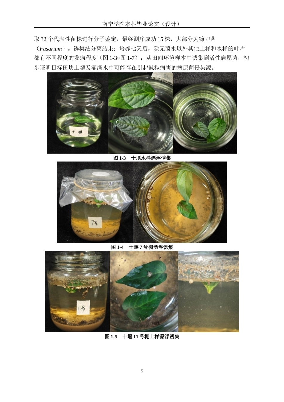 26年CH食品质量与安全 益生菌GP34耐药性适配性防病效果研究(10836字).docx_第9页