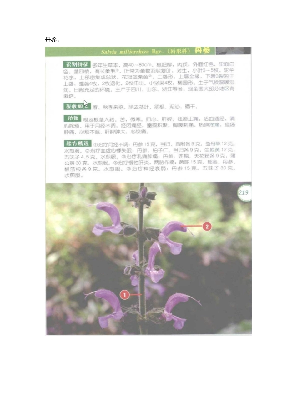 26年WP药学 药学生对中草药彩色图谱中药用植物认知效果的比较6.66-AI14.9_1 f附件.pdf_第3页